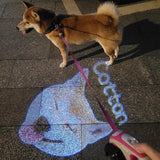 A pet photo and name projected onto the pavement during a walk